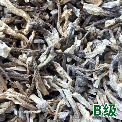 干度好特色鹿茸菇 10斤净重食用菌干货鹿茸菇鹿茸菌 货量大批发图5
