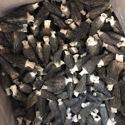 羊肚菌干货500g 5公分以上营养高大量批发厂地直发图4