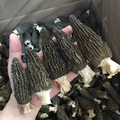 羊肚菌干货500g 5公分以上营养高大量批发厂地直发图3