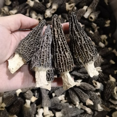 秋沐羊肚菌今年新货干货菌菇特产农产品煲汤散装批发一件代发图2
