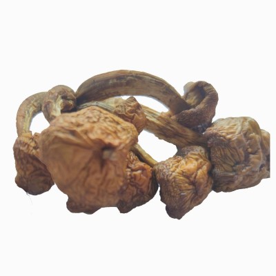 秋沐古田滑子菇干货滑子蘑菌菇滑菇古田食用菌农产品批发一件代发图5