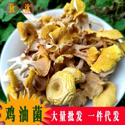 秋沐鸡油菌干货 榆黄蘑新鲜黄金菇黄丝菌黄松甸蘑菇批发一件代发