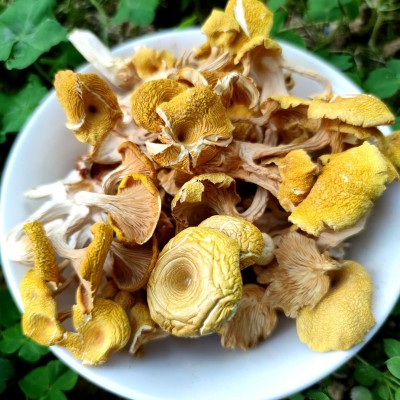 秋沐鸡油菌干货 榆黄蘑新鲜黄金菇黄丝菌黄松甸蘑菇批发一件代发图3