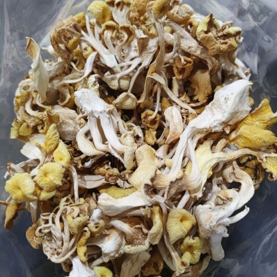 秋沐鸡油菌干货 榆黄蘑新鲜黄金菇黄丝菌黄松甸蘑菇批发一件代发图4
