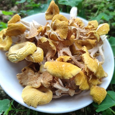 秋沐鸡油菌干货 榆黄蘑新鲜黄金菇黄丝菌黄松甸蘑菇批发一件代发图2