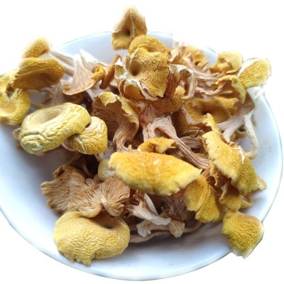 秋沐鸡油菌干货 榆黄蘑新鲜黄金菇黄丝菌黄松甸蘑菇批发一件代发图5