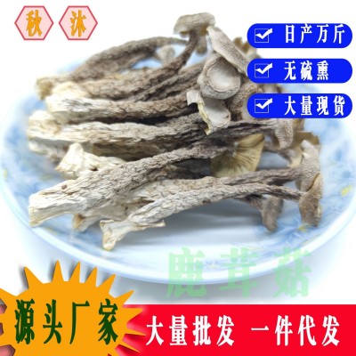 【基地直供】鹿茸菇鹿茸菌脆脆菇散装批发 食用菌酒店食材