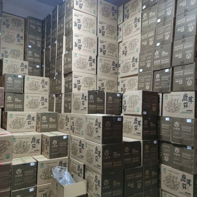 【基地直供】鹿茸菇鹿茸菌脆脆菇散装批发 食用菌酒店食材图2