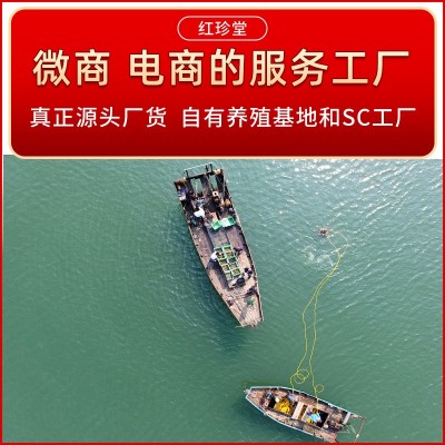 淡干海参批发非海参礼盒水产干货特产海参干货图2