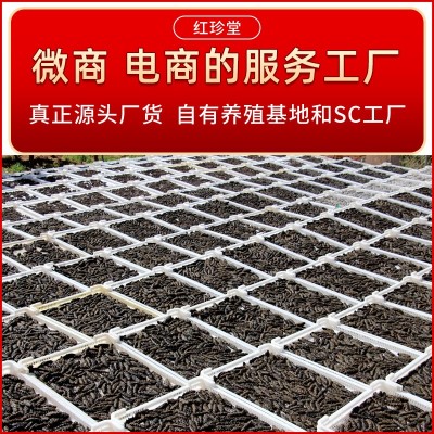大连特产底播淡干海参干货大连海参批发5g海产干货海参图4