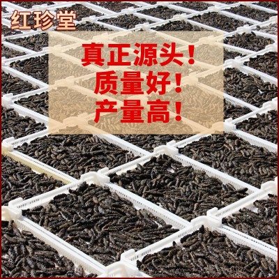 批发可代发大连特产辽刺参海产品拉缸盐海参500g半干盐渍大连海参图3