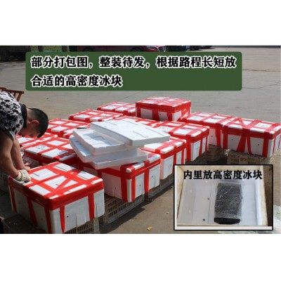 湖北洪湖鲜活小龙虾活体清水养殖潜江批发现货一手货源67890钱图4