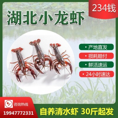 234钱小青虾洪湖小龙虾鲜活湖北清水龙虾批发包邮潜江小红虾批发图2