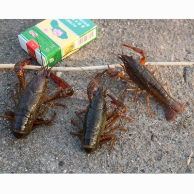 234钱小青虾洪湖小龙虾鲜活湖北清水龙虾批发包邮潜江小红虾批发图4