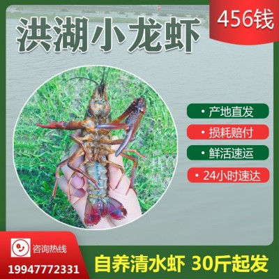 456钱湖北洪湖鲜活小龙虾清水小龙虾批发包邮潜江中红中青现货