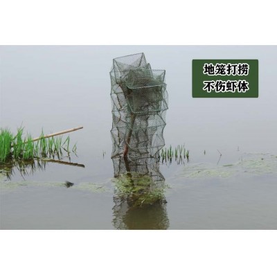 湖北洪湖小龙虾鲜活活体清水潜江小龙虾批发现货一手货源包邮图4