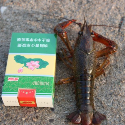 湖北洪湖小龙虾鲜活活体清水潜江小龙虾批发现货一手货源包邮图2