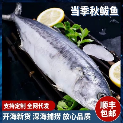 大鲅鱼新鲜活鲐鲅鱼马鲛鱼大整条冷冻青花鱼马友鱼海鲜马交鱼批发