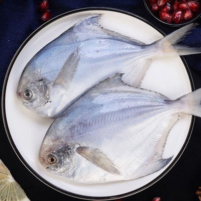 新鲜银鲳鱼海捕冷冻5条白鲳鱼平鱼鲳鳊鱼大鲳鱼非金鲳鱼海鲜水产