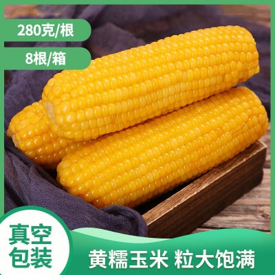 东北玉米黄糯619批发独立真空包装甜糯玉米8支每箱代餐黄糯玉米图1