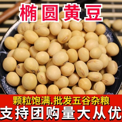 椭圆黄豆邮批发非转基因椭圆形黄豆老品种大豆农家自种土黄豆