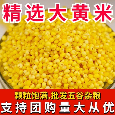 东北大黄米批发 新黏大黄米糯米包粽子黍米农家黏黄米粘黄米软图1