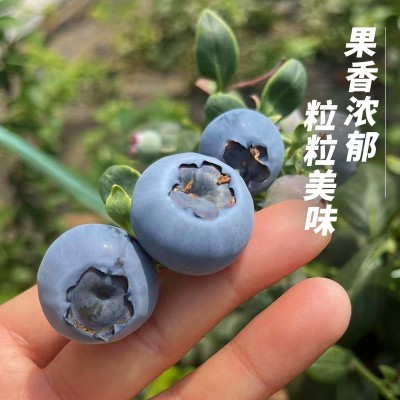 丹东新鲜蓝莓鲜果当季水果现摘现发孕妇水果整箱大果顺丰一件包邮图2