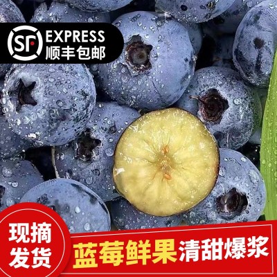 丹东新鲜蓝莓鲜果当季水果现摘现发孕妇水果整箱大果顺丰一件包邮图3