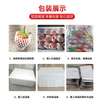 丹东99草莓顺丰一件包邮生鲜水果新鲜红颜现摘应季大草莓产地送礼图3