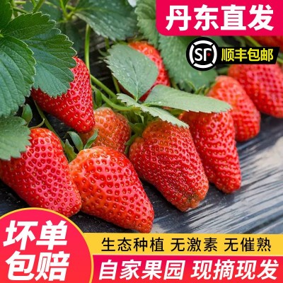 丹东99草莓顺丰一件包邮生鲜水果新鲜红颜现摘应季大草莓产地送礼图2