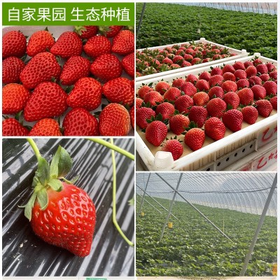 丹东99草莓顺丰一件包邮生鲜水果新鲜红颜现摘应季大草莓产地送礼图4