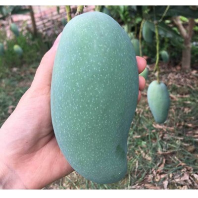 桂七芒广西百色田东桂七香芒新鲜水果现摘一件代发芒果百色芒果图2