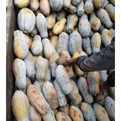 老南瓜新鲜农家自种 宝宝辅食甜南瓜板栗味包邮蔬菜批发性价高图2