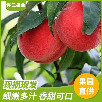 正宗阳 山水蜜桃霞辉6号批发 果园直发树苗果苗 自家果园图4