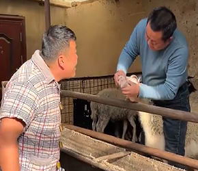 伙计们，天冷了，还是怼羊肉火锅得劲啊