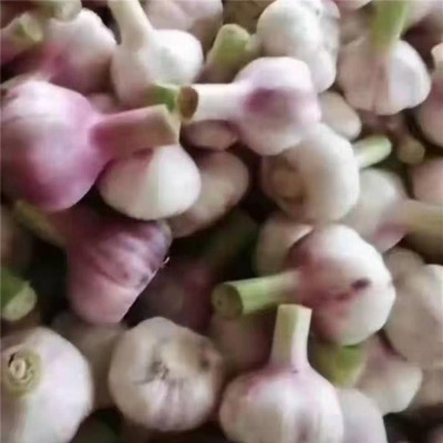 丰德利农贸 常年代收代储批发大蒜产地直接发图2