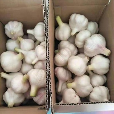 丰德利农贸 常年代收代储批发大蒜产地直接发