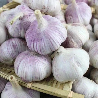 丰德利新鲜有机大蒜 颗粒饱满 水分充足 可大量采购图2
