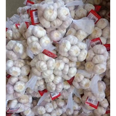 丰德利新鲜有机大蒜 颗粒饱满 水分充足 可大量采购图3