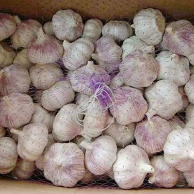 味之源大蒜之乡特产加工 新鲜紫皮蒜头 汁鲜味浓图4