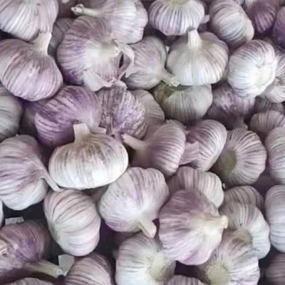 白皮大蒜出口加工 紫皮蒜头冷库存储 欢迎考察图3