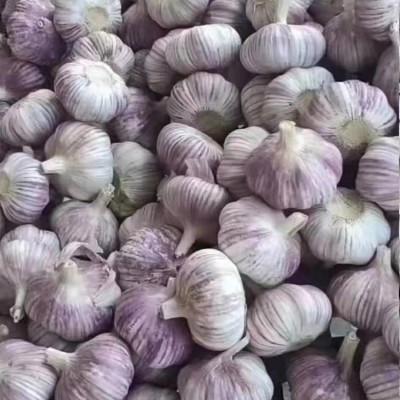 白皮大蒜出口加工 紫皮蒜头冷库存储 欢迎考察图4