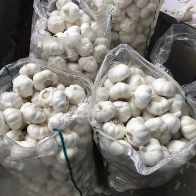 白皮大蒜出口加工 紫皮蒜头冷库存储 欢迎考察