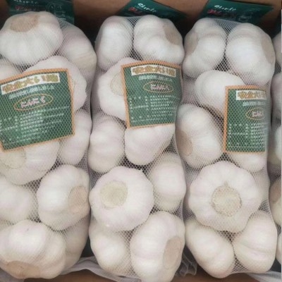 白皮大蒜出口加工 紫皮蒜头冷库存储 欢迎考察图5