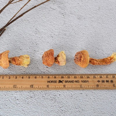 福建新货姬松茸 云南姬松茸干货 食用野生菌香菇500克散装批发图3