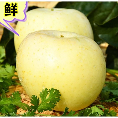 脆甜山东烟台黄金奶油富士苹果新鲜水果栖霞黄色白色苹果包邮代发图3