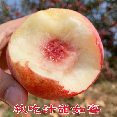 现摘山东金秋红蜜桃蒙阴新鲜水蜜桃冬桃水果毛桃大果孕妇应季脆甜
