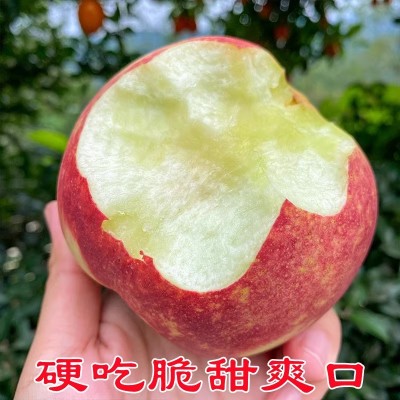 现摘山东金秋红蜜桃蒙阴新鲜水蜜桃冬桃水果毛桃大果孕妇应季脆甜图4