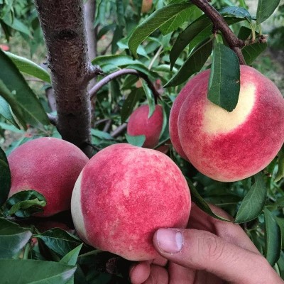 现摘山东金秋红蜜桃蒙阴新鲜水蜜桃冬桃水果毛桃大果孕妇应季脆甜图3