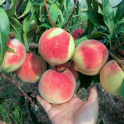现摘山东金秋红蜜桃蒙阴新鲜水蜜桃冬桃水果毛桃大果孕妇应季脆甜图2